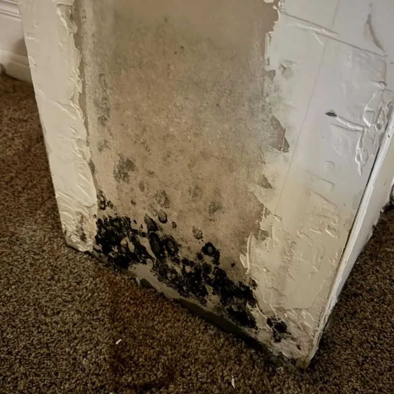 Professional Mold Removal in Sunset, LA